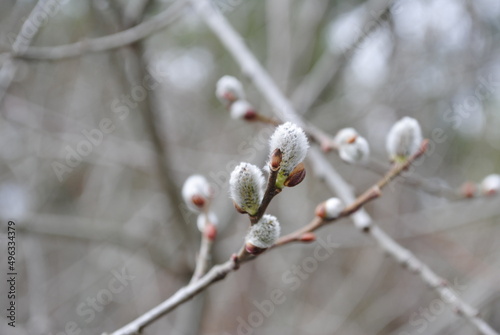 Willow tree (pussy-willow, catkin) buds emerging, delicate, soft, flowering. The symbol of Orthodox Easter and the first signs of spring.