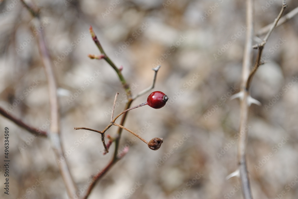 Red berries left over on the branch still at the beginning of spring. Red round berry isolated macro close up. Red berries left over on the branch still at the beginning of spring. Red round berry isolated macro close up.