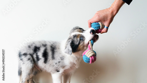 Canvas-taulu Puppy playing with toy for moder