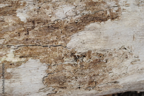 Wood grain from dead logs with filtered sunlight on a cloudy day macro close up isolated background