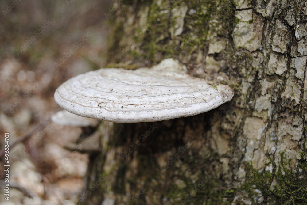 Fototapeta premium Shelf fungi shelf mushroom growing on the mossy bark of a tree