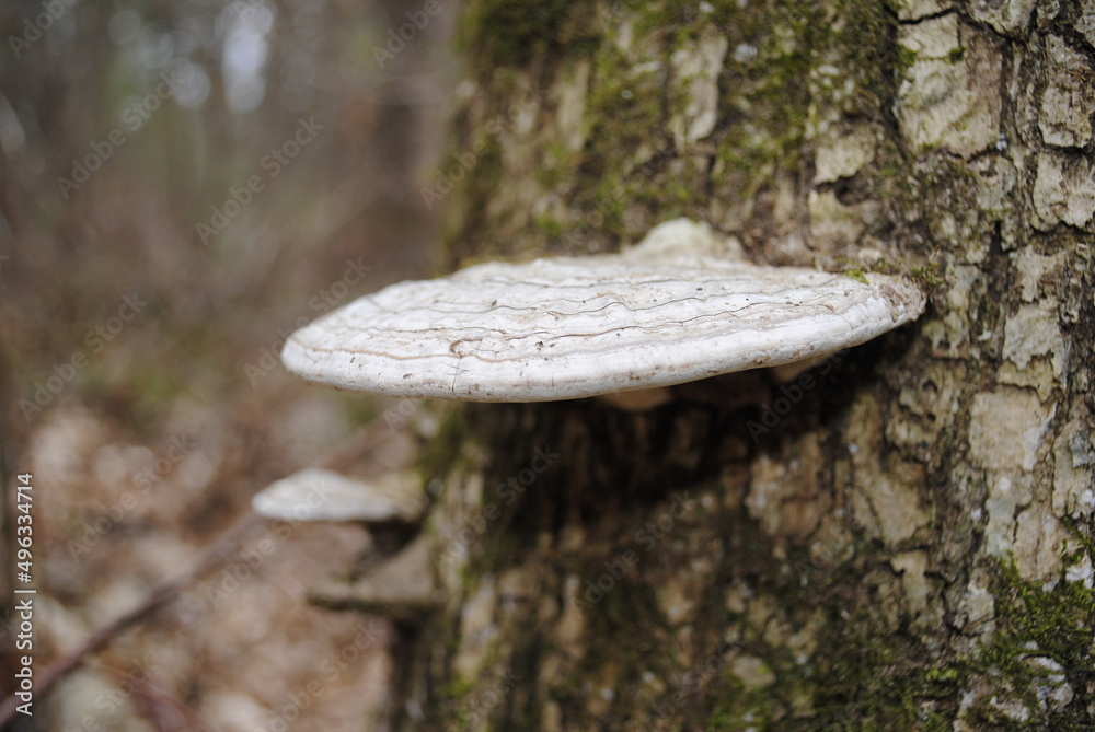 Fototapeta premium Shelf fungi shelf mushroom growing on the mossy bark of a tree