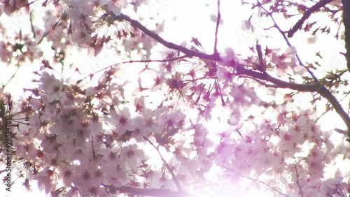 風に揺れ光り輝く満開の桜　二ヶ領用水宿河原堀　クローズアップ photo