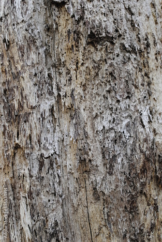 Wood grain from dead logs with filtered sunlight on a cloudy day macro close up isolated background