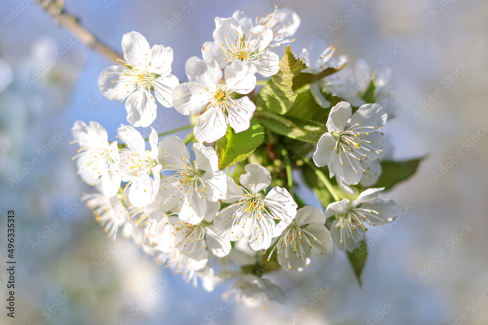 Branches of blossoming Cherry macro with soft focus. Easter and spring greeting cards. Springtime. Bloom over blue sky. Morning in the cherry orchard. Spring background. Blossoming Cherry tree garden Branches of blossoming Cherry macro with soft focus. Easter and spring greeting cards. Springtime. Bloom over blue sky. Morning in the cherry orchard. Spring background. Blossoming Cherry tree garden
