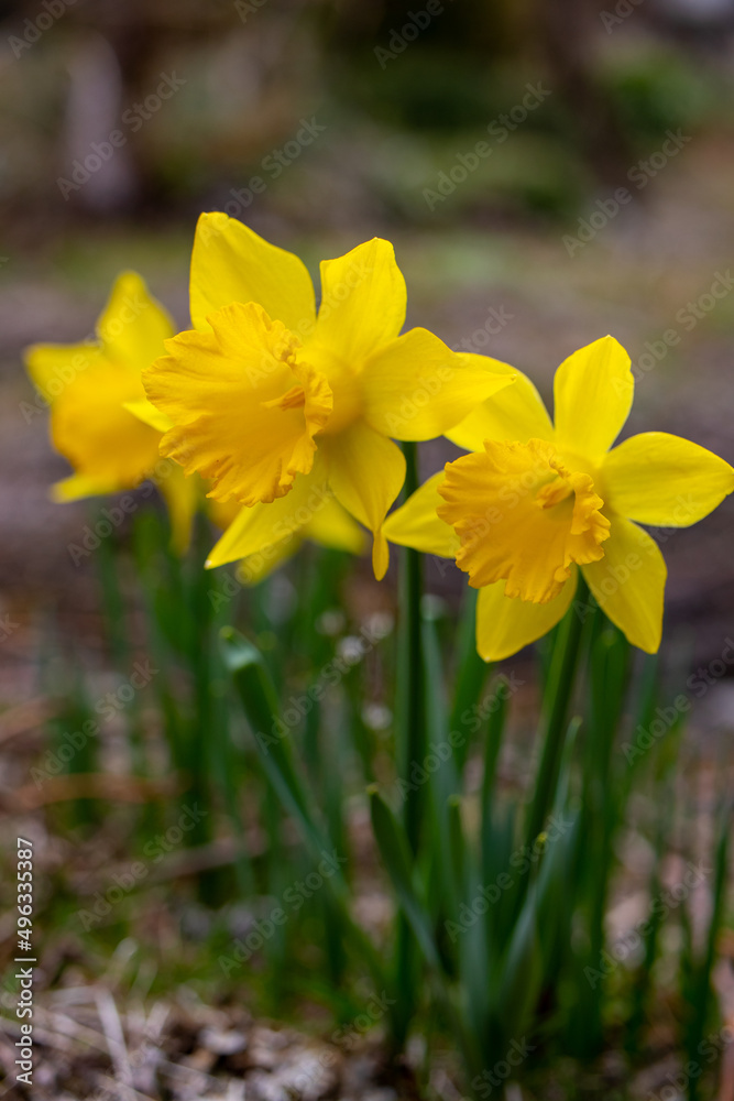 daffodils in spring