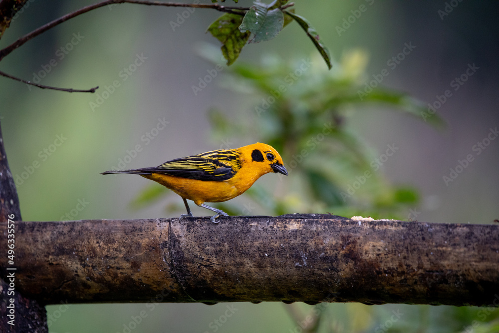 Golden tanager a small tropical bird of bright yellow color with black cheeks with black spots on the wings, Colombia Golden tanager a small tropical bird of bright yellow color with black cheeks with black spots on the wings, Colombia