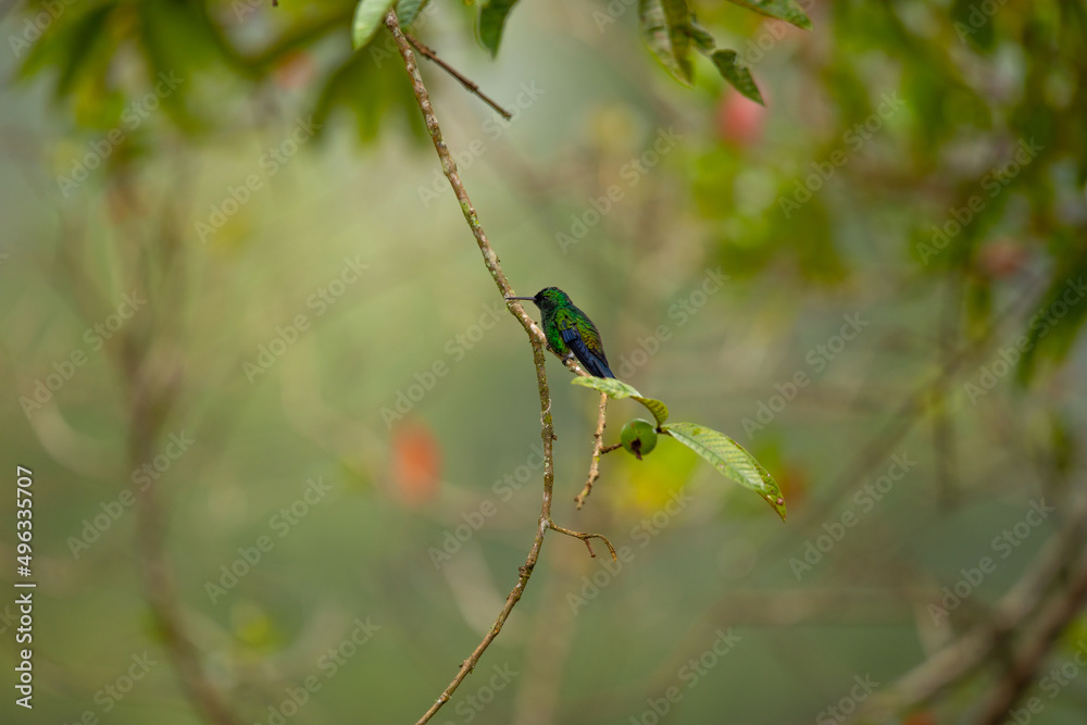 Beautiful photo of a small hummingbird sitting on a tree branch against a garden background blur, Colombia Beautiful photo of a small hummingbird sitting on a tree branch against a garden background blur, Colombia