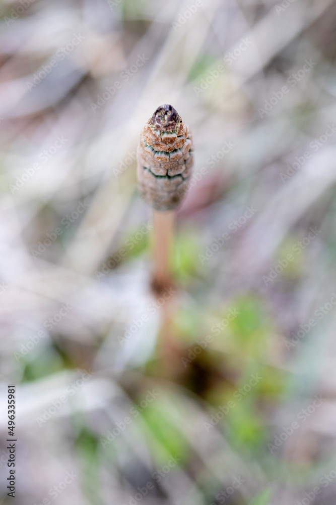 snail on a tree snail on a tree
