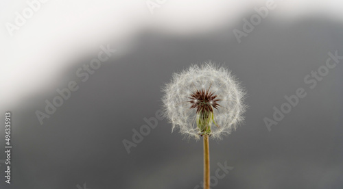 Single white dandelion on gray background