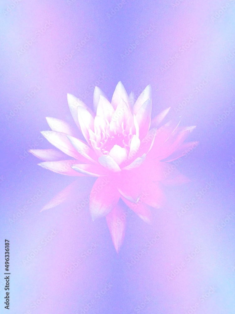 Natural Oriental pink lotus flower abstract gradient pastel purple lavender hue decorative water lily background Natural Oriental pink lotus flower abstract gradient pastel purple lavender hue decorative water lily background