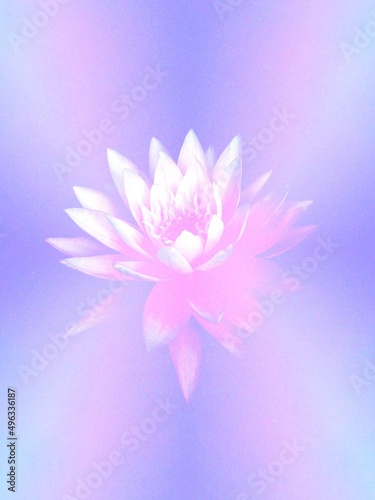 Natural Oriental pink lotus flower abstract gradient pastel  purple lavender hue decorative  water lily background 