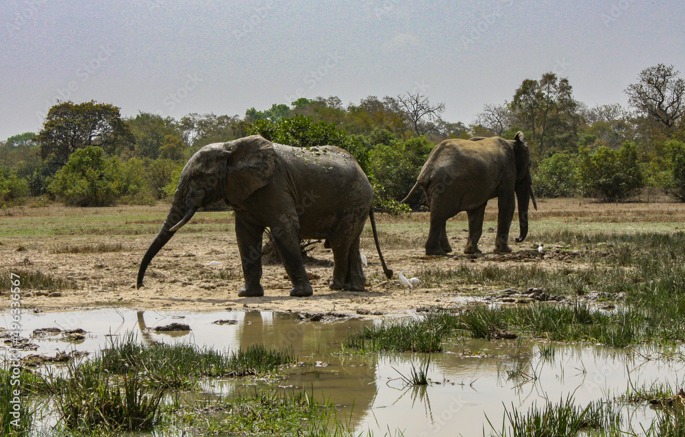 Fototapeta premium Two Elephants at the watering hole on Safari in Africa