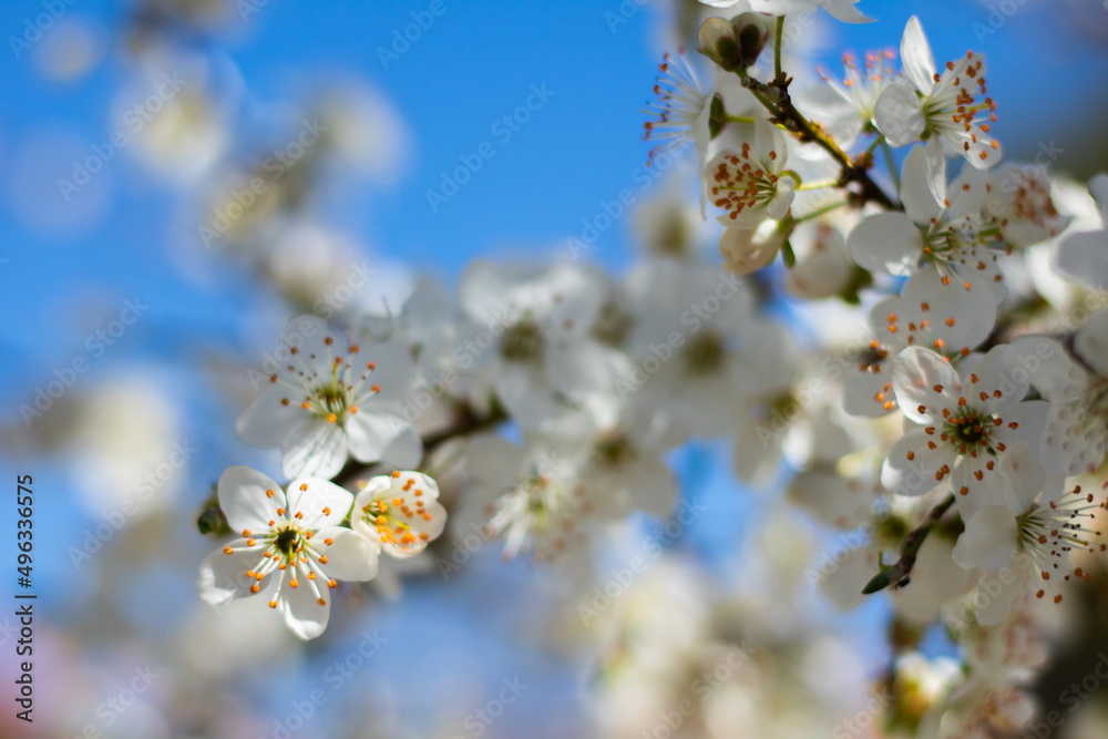 tree blossom