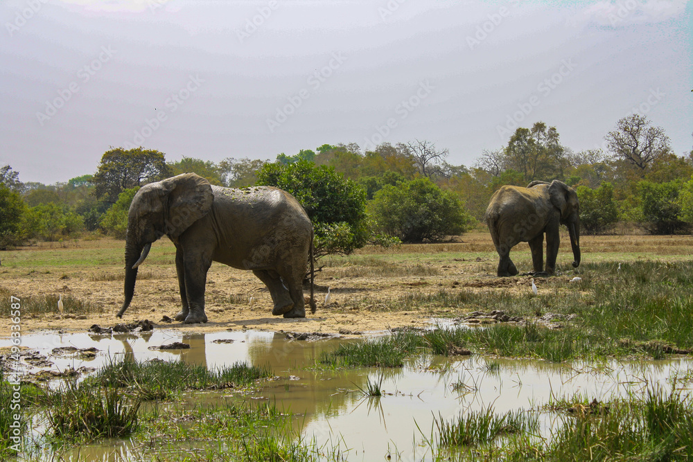 Fototapeta premium African Safari two elephants at a watering hole