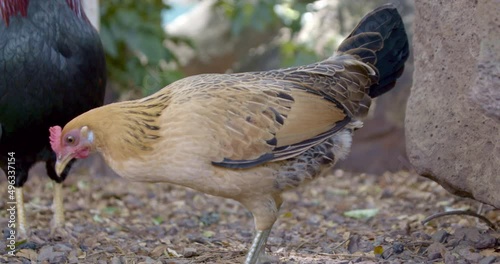 Chicken Looking for Food in Maui