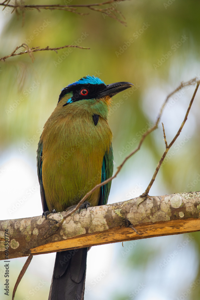 Fototapeta premium Whooping mot mot, baranquero, an exotic tropical bird shaped like a mango, yellow in color, with bright blue wings and a bright blue cap, red eyes, sitting on a branch