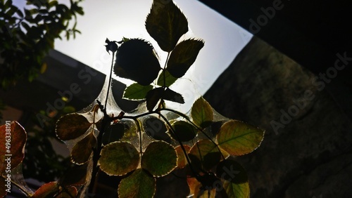 spider web covering the leaves © Sandeep