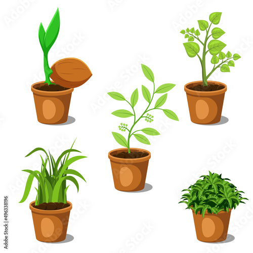set of plants in pots, flat design vector.