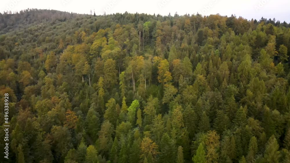 Aerial view of the clean natural forest on the hilltop in early autumn in the mountains Aerial view of the clean natural forest on the hilltop in early autumn in the mountains