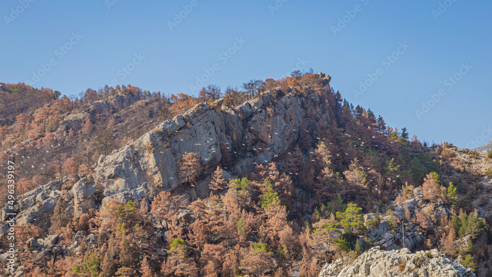 A flock of birds flies over the tops of mountains with red trees