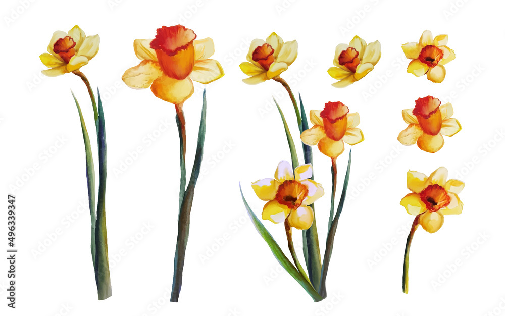 blooming flowers yellow daffodils set vector illustration