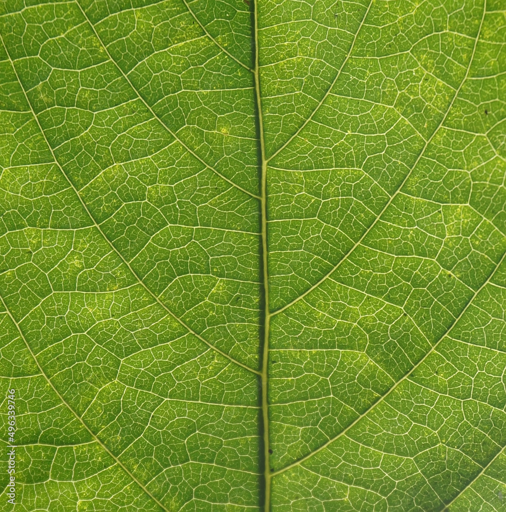 Close up pattern of leaves