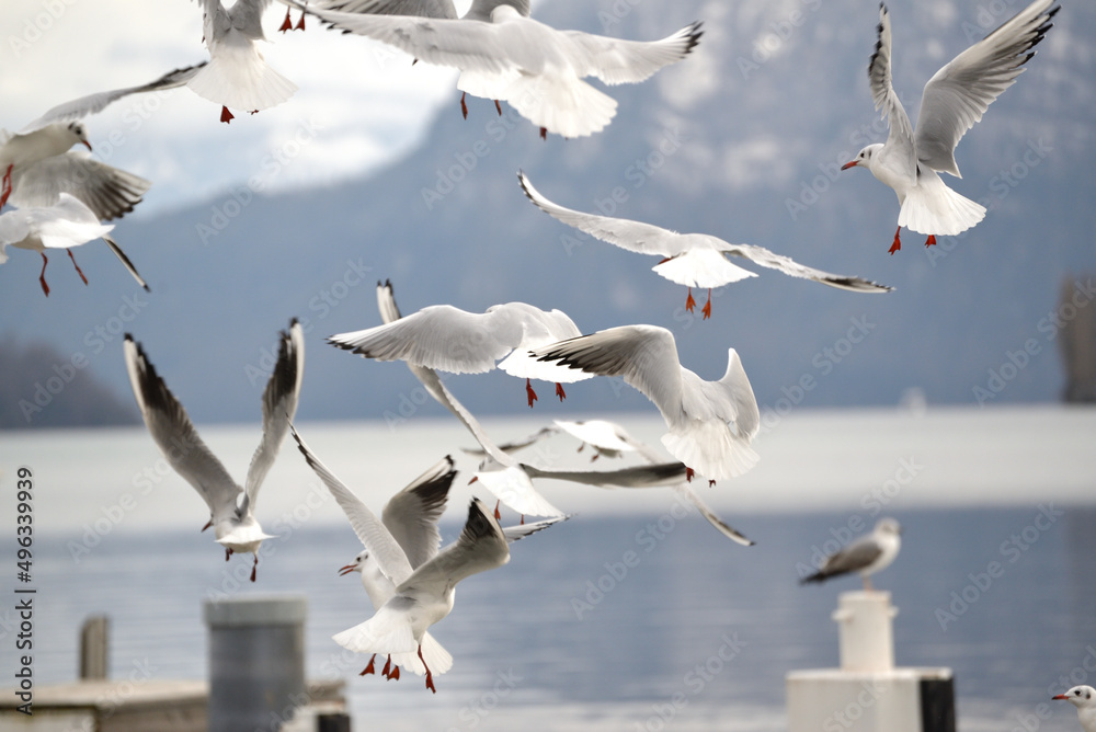 Fototapeta premium seagulls in flight by the lake Lucerne
