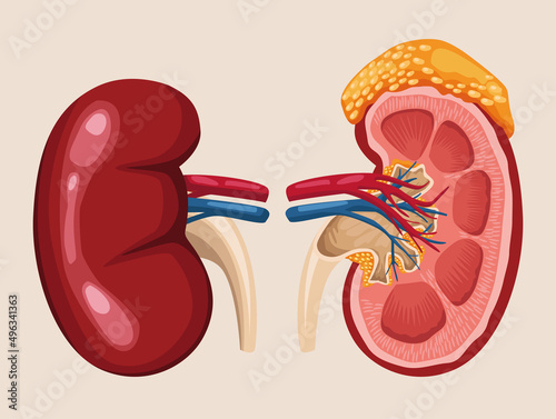 kidney realistic organs