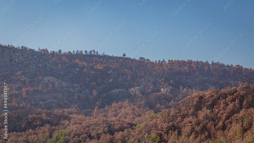 A flock of birds flies over the tops of mountains with red trees