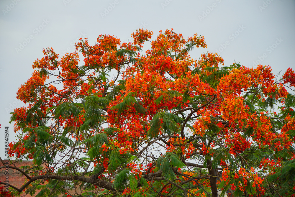 Indian Gulmohar tree
