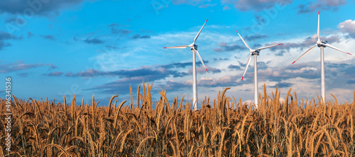 Fotografie Golden wheat concept