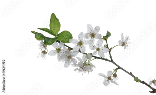 Blooming plum tree flowers isolated on white  