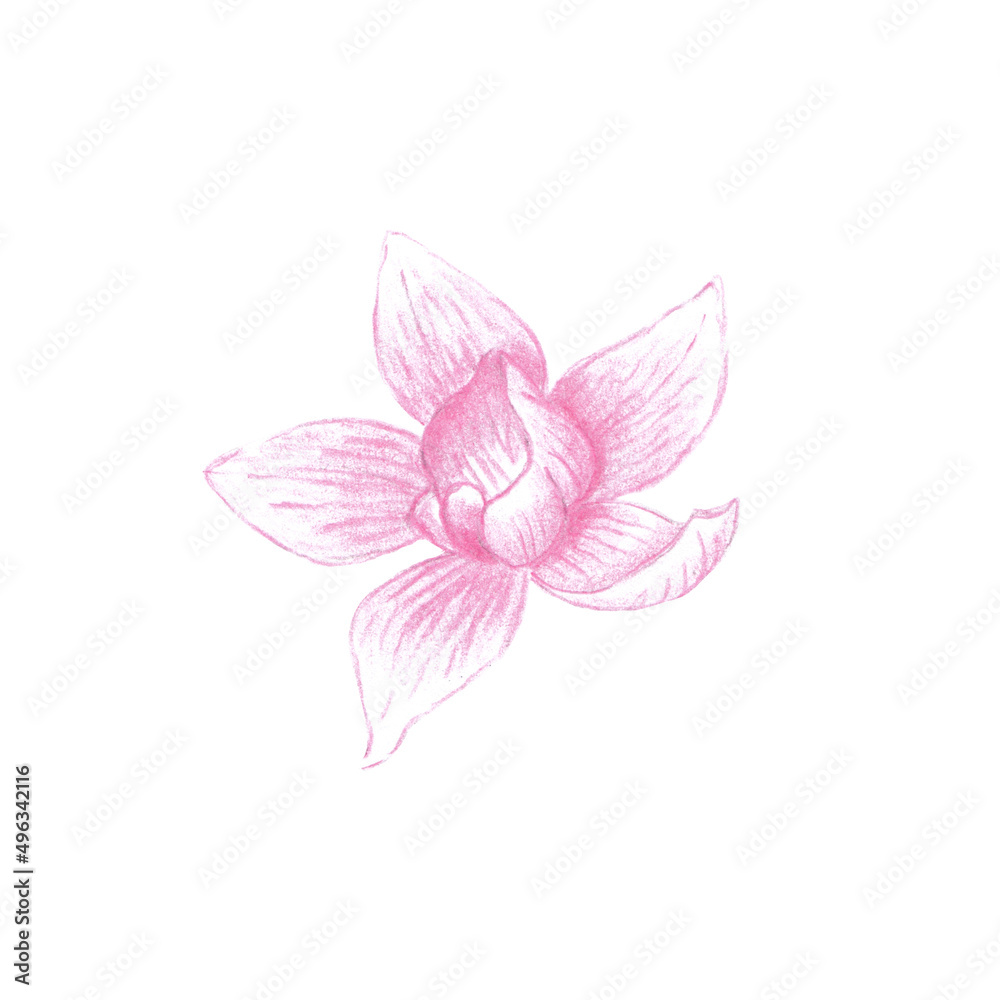 Colored pencils sketch of orchid flower, single pink Orchidaceae bloom hand drawn as botanical illustration isolated on white