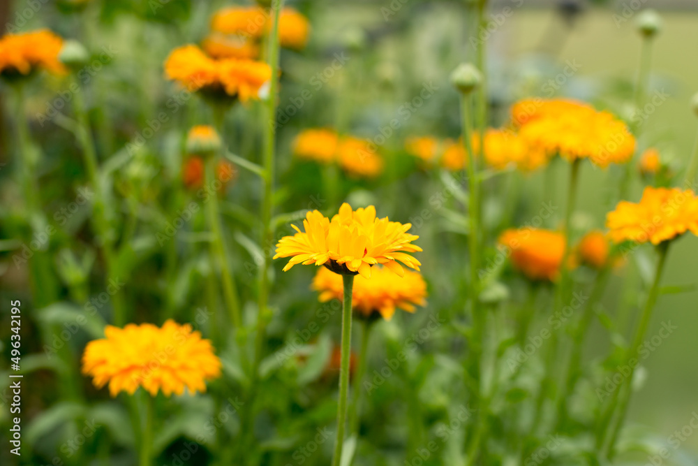 Bright summer flowers, beautiful and saturated shades