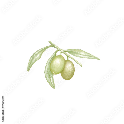 Hand drawn illustration of olive tree branch with green leaves and two ripe green olives  botanical color sketch of Olea europaea plant isolated on white