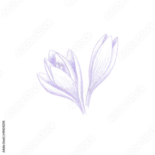 Colored pencils sketch of saffron crocus flowers, purple Crocus sativus bloom hand drawn as botanical illustration isolated on white