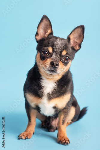 Chihuahua dog tricolor on a blue background. Studio photo of a dog. Pet. © Lesia