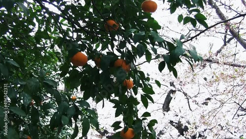 風に揺れるミカンの木と満開の桜　二ヶ領用水宿河原堀 photo