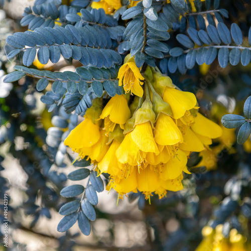 Sophora denudata Bory shrub flowering in East Grinstead photo