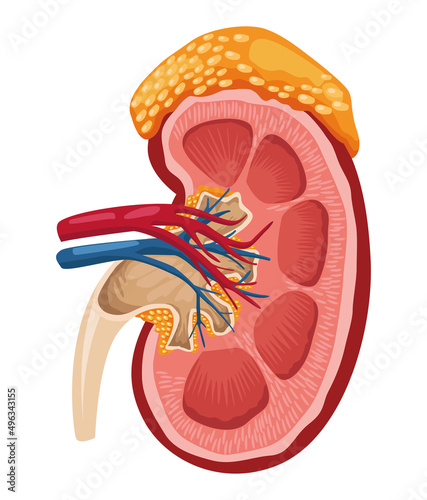 half kidney realistic organ