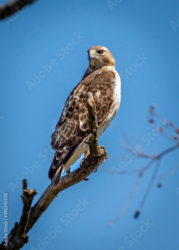 Red-tailed Hawk - Pearland, Texas!