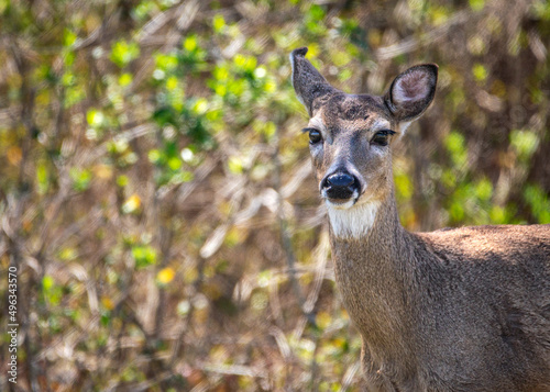 Fototapeta Naklejka Na Ścianę i Meble -  A curious deer in the nature park in Pearland, Texas!