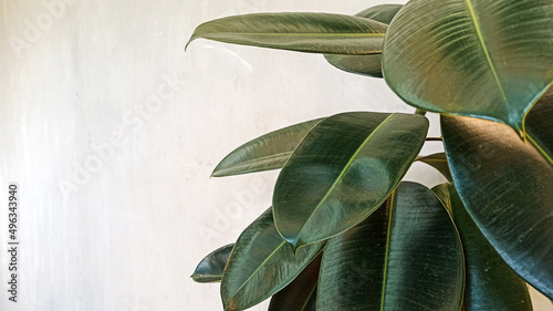 Leaves in front of a white wall