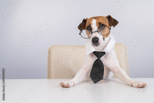 Dog Jack Russell Terrier dressed in a tie and glasses sits at a desk. 