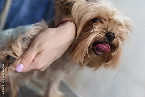 Yorkshire terrier dog gets nail cut hair grooming at pet spa