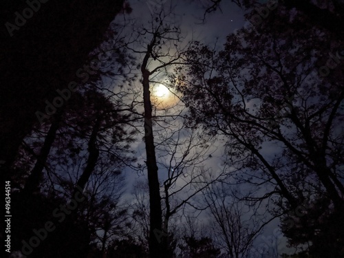 moonlit winter night © Walter