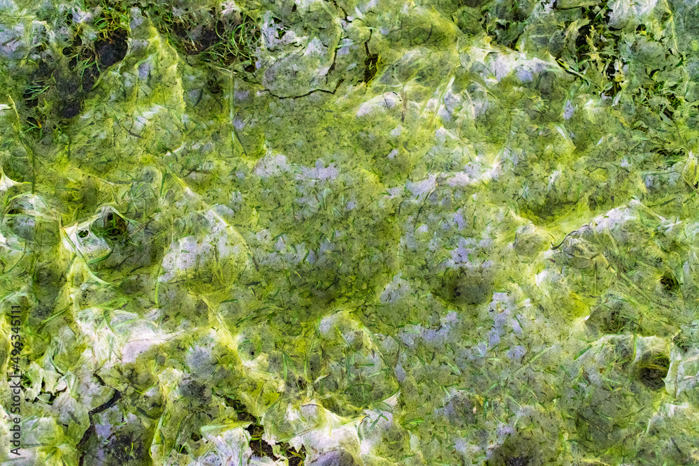 Filamentous Algae on Whidbey Island, Washington 