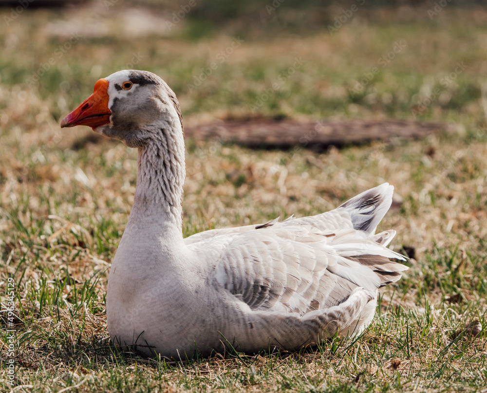 white goose with red beak on a blurred background of grass white goose with red beak on a blurred background of grass