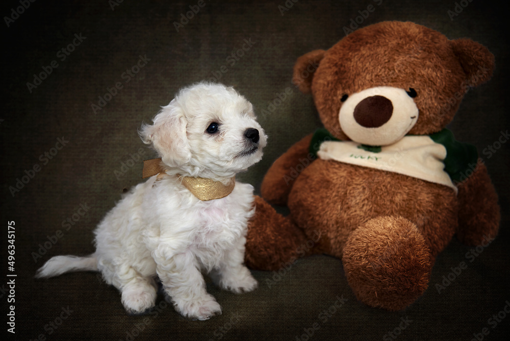 Bichon frise puppy and teddy bear